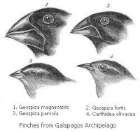 De vinken van Darwin / Bron: John Gould, Wikimedia Commons (Publiek domein)