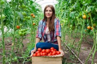 Tomaten uit Israël / Bron: Vlad Teodor/Shutterstock.com